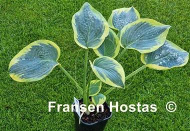 Hosta Flemish Tradition