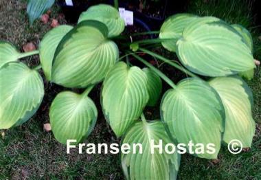 Hosta Flip Flop