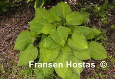 Hosta Flip Flop