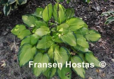 Hosta Flip Flop