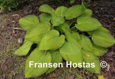 Hosta Flip Flop