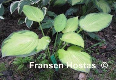 Hosta Flip Flop