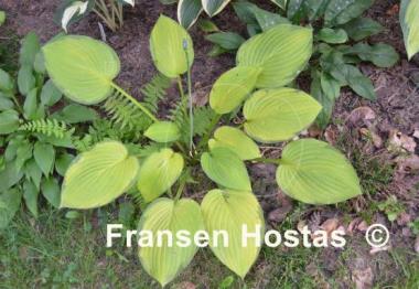 Hosta Flip Flop