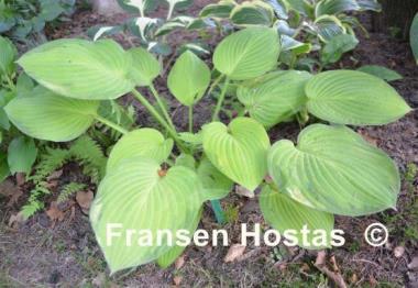 Hosta Flip Flop