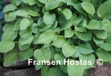 Hosta Floradora