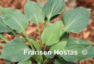 Hosta Floratini