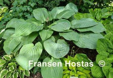 Hosta Florence Nightingale 