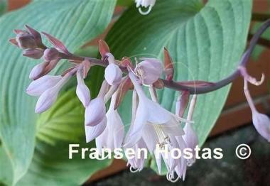 Hosta Florence Nightingale