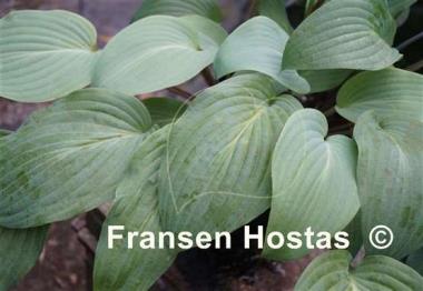 Hosta Florence Nightingale