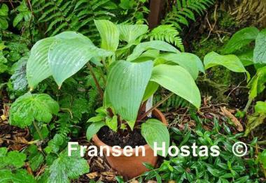 Hosta Florence Nightingale