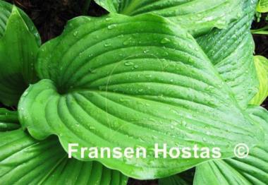 Hosta Flower Power