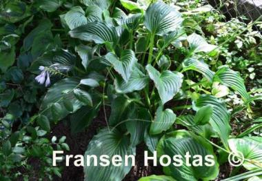 Hosta Flower Power