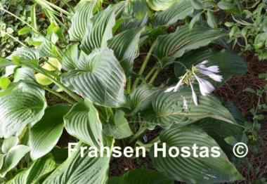 Hosta Flower Power