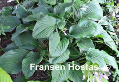 Hosta Flower Power
