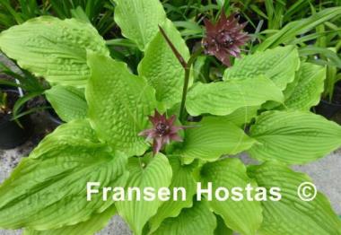 Hosta Fluted Fountain