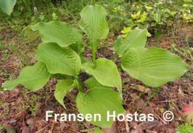 Hosta Fluted Fountain