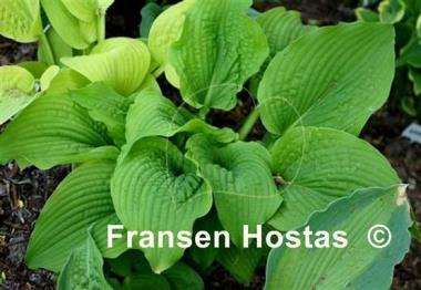 Hosta Fluted Fountain