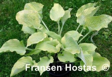 Hosta Fog Light