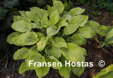 Hosta Fog Light
