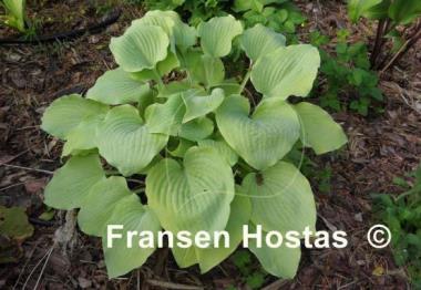 Hosta Fog Light
