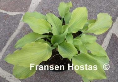 Hosta Fog Light