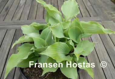 Hosta Fog Light