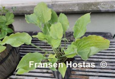 Hosta Fog Light