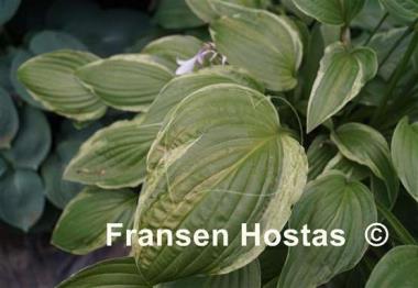 Hosta Foggy Day