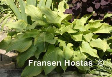 Hosta Fool's Gold