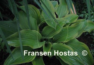 Hosta Fool's Gold