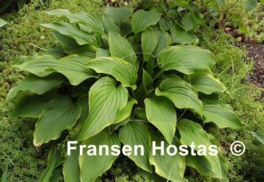 Hosta Fool's Gold