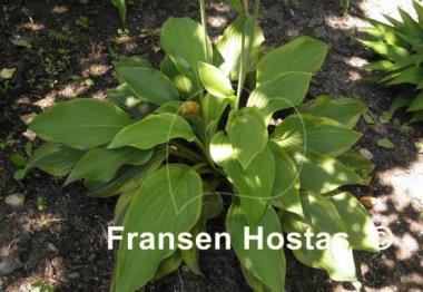 Hosta Fool's Gold