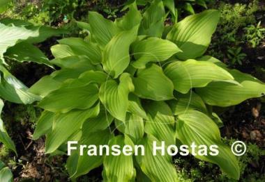 Hosta Fool's Gold