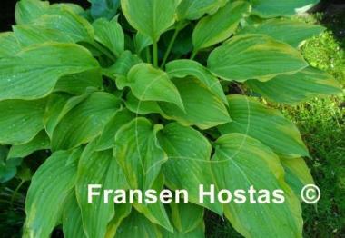 Hosta Fool's Gold