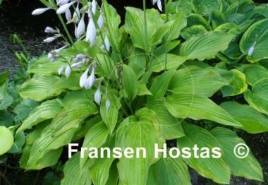 Hosta Fool's Gold