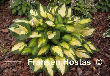 Hosta Forbidden Fruit