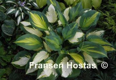 Hosta Forbidden Fruit