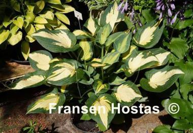 Hosta Forbidden Fruit