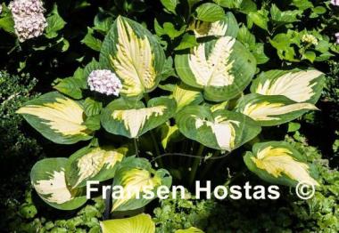 Hosta Forbidden Fruit