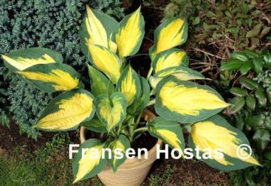 Hosta Forbidden Fruit