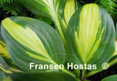 Hosta Forest Firefly