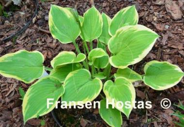 Hosta Forest Fireworks