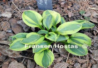 Hosta Forest Mouse