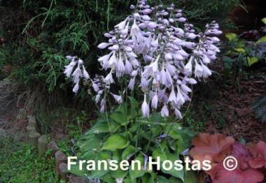 Hosta Forest Shadows