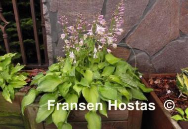 Hosta Forest Shadows