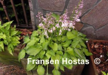 Hosta Forest Shadows