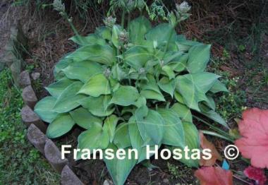Hosta Forest Shadows