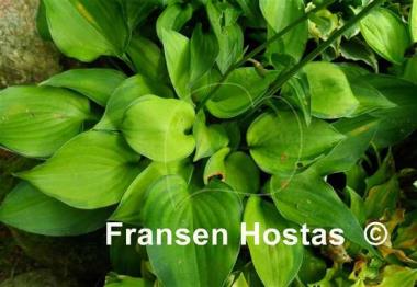 Hosta Forest Shadows