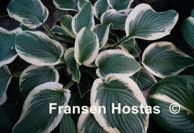 Hosta Formal Attire