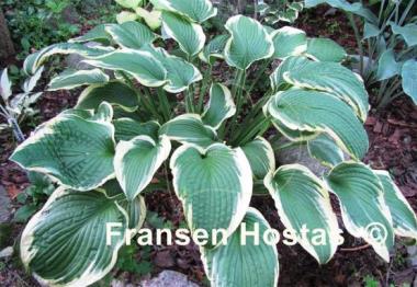 Hosta Formal Attire